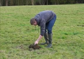 Scheiße vs. Böller