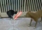 Lichtschwert Katze kämpft gegen Hund