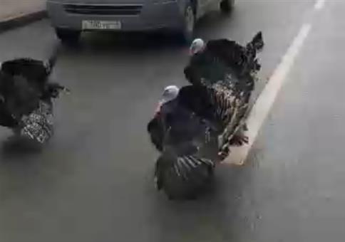 Truthahnbande auf der Straße
