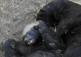 Der Honigdachs als Ausbrecherkönig