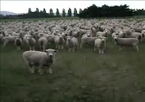 Der Schaf-Flüsterer