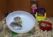 Verrückte Hamster
