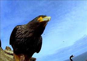 Die gestohlene Eierkamera