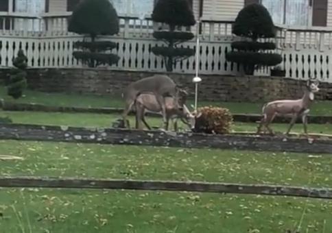 Wenn die Rehstatuen im Garten täuschend echt aussehen