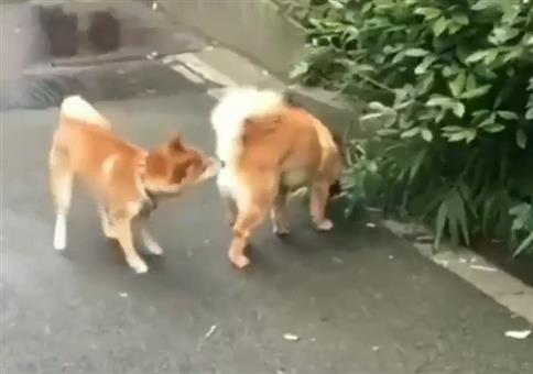 Endloses Reviermarkieren