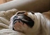 Schnarchende Bulldogge