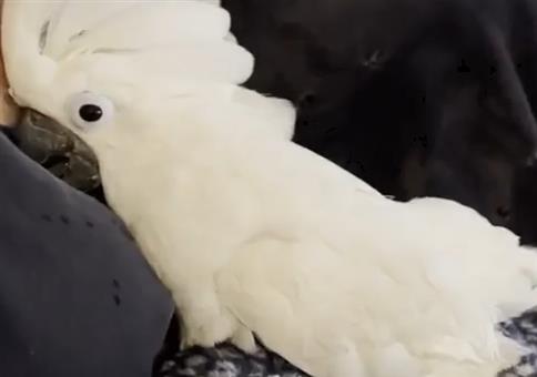 Kakadu legt ein Ei