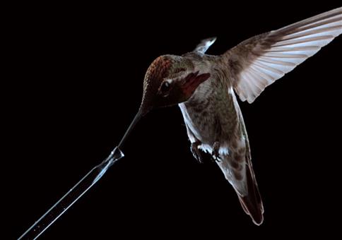 Einem Kolibri beim Fliegen und Trinken zusehen