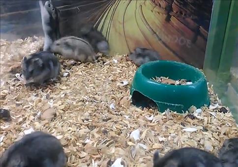 Ich glaube mein Hamster ist kaputt