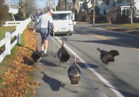 Truthahngang bedroht Postboten