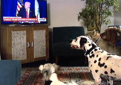 Hunde hören auf Donald Trump