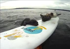 Robben vs. Surfbrett