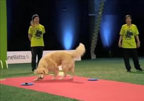 Golden Retriever setzt Prioritäten bei Hundeshow