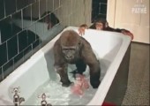 Kleiner Gorilla liebt es zu baden