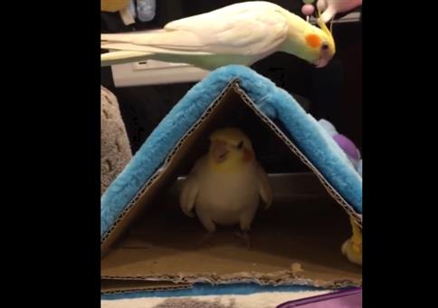 Nymphensittich is am steppen