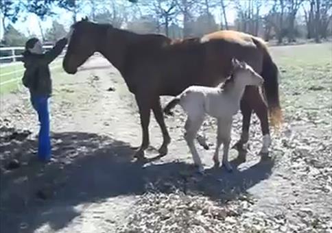 Niesendes Pferde Baby