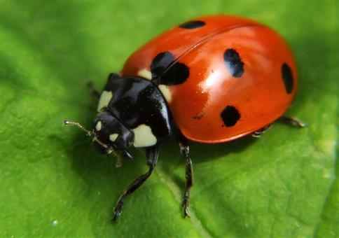 Braucht jemand von euch Marienkäfer?