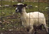 Dieses Schaf möchte euch etwas sagen
