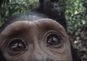 Lustiger Schimpanse