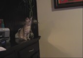Katzensprung - Ein Hoch auf polierte Möbel