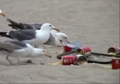 Der Streich mit den Seemöwen am Strand