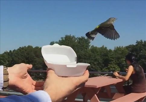 Flieg kleiner Vogel!