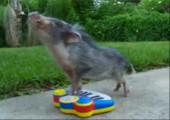 Schwein am Piano