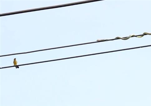 Schlange auf  der Jagd auf der Stromleitung