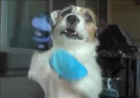 Sinnvolle Hunde Kunststückchen