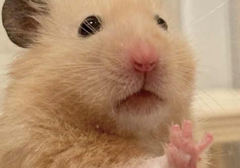 Hornoxe.com - Picdump #949