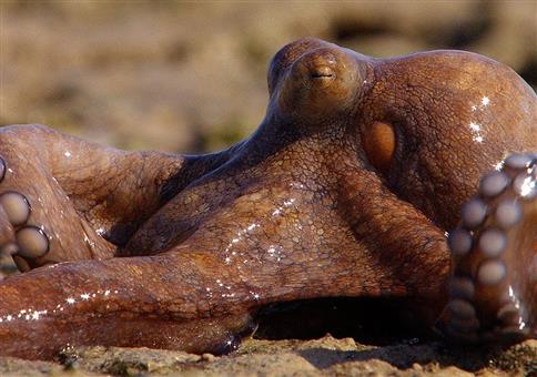 Octopus wird zum Landgänger
