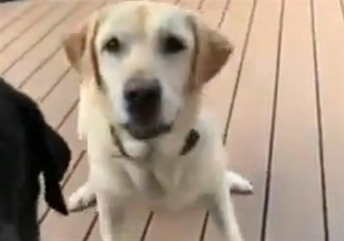 Hund und ihr Stöckchen