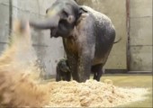 Kleiner Elefant badet in Sägespänen