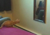 Katze vs Spiegel