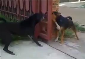 Na zum Glück trennen diese Hunde ein Tor