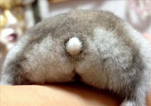 Hamsterärsche - Hamster Butts