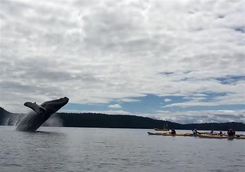Wenn der Wal dir vors Kajak springt