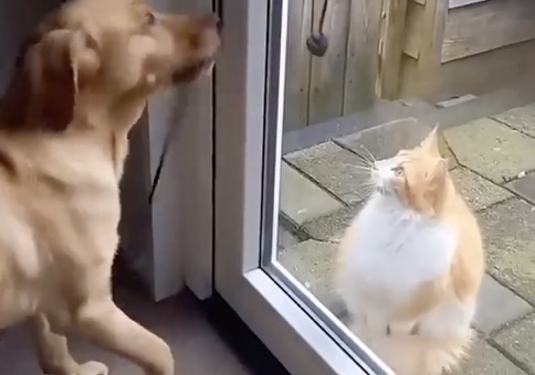 Wenn der Hund die Katze reinlässt