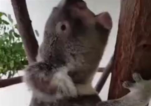 Wenn der Koalo mal so richtig aufdreht