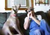 Hund heult zu Mundharmonika