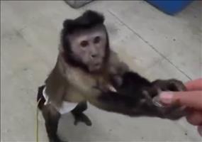 Affe holt sich am Automaten was zu trinken