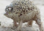 Der süßeste Frosch der Welt