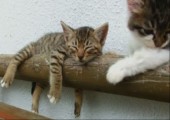 Katze versucht ihren Artgenossen zu wecken