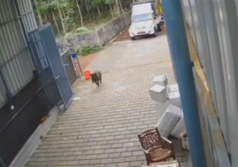 Wildschwein kommt im Büro zu Besuch