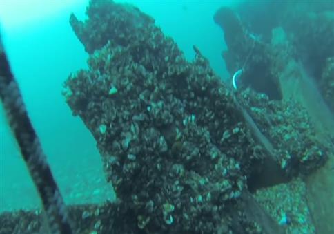 Taucher wird von Schiff überfahren