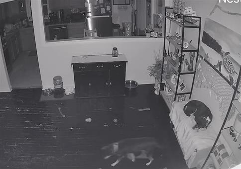 Cleverer Hund will auch mal auf die Couch