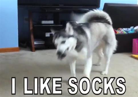 Hund lieben Socken
