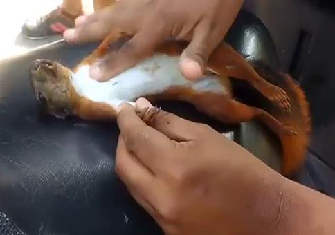 Die Wiederbelebung eines Eichhörnchens