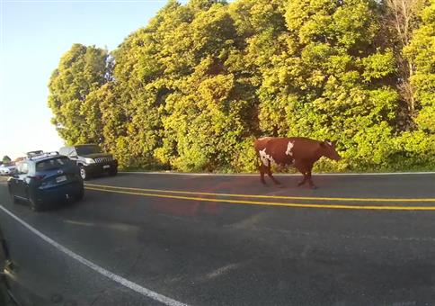 Kuh sorgt für Stau