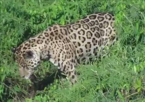 Jaguar hat einen Riesenhunger